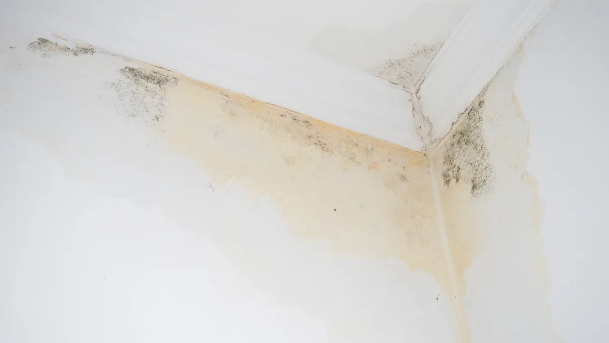 Zimmerdecke mit gelbem Wasserfleck und beginnendem Schimmelbefall in der Raumecke